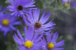 New England aster